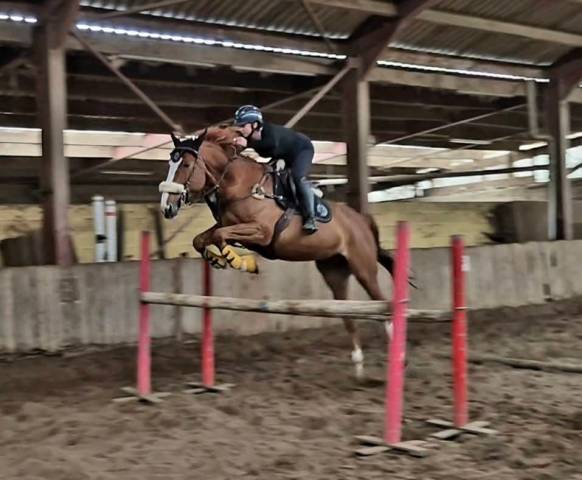 Cheval professeur 
