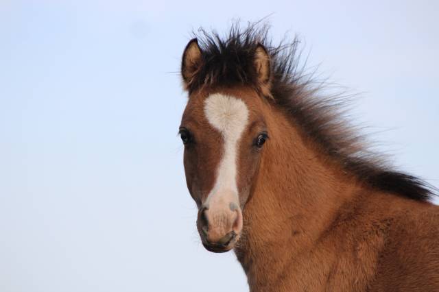 Poulain welsh part bred