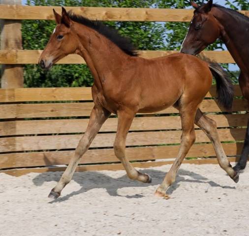 Foal Urianto vd Dries / Stedinger