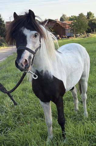 Etalon mini cheval am&eacute;ricain pp
