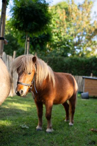 Poney m&acirc;le brun &ndash; 2 ans &ndash; 1.500 &euro;