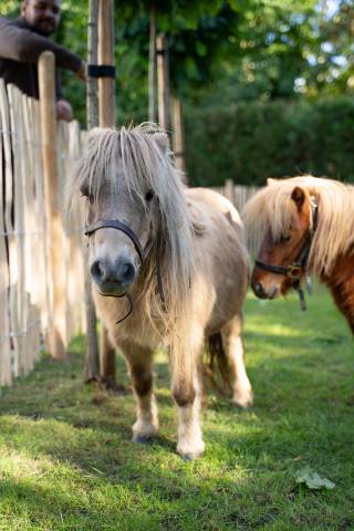 Ponette grise gestante &ndash; 13 ans &ndash; 2.000 &euro;