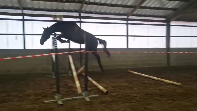 Pouliche SBS 2,5ans 