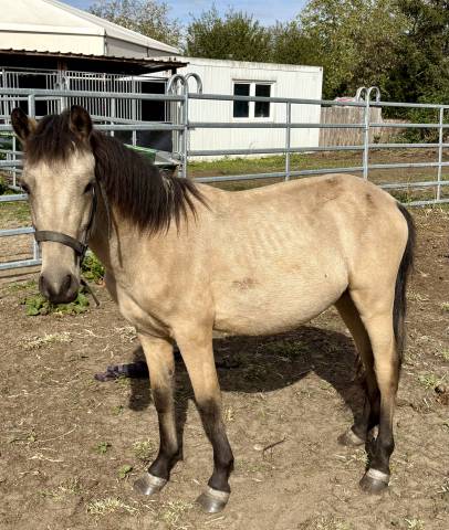 Magnifique Poulain Poney Isabelle 