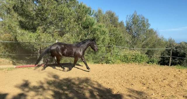 Poney D 7 ans polyvalent tous niveaux