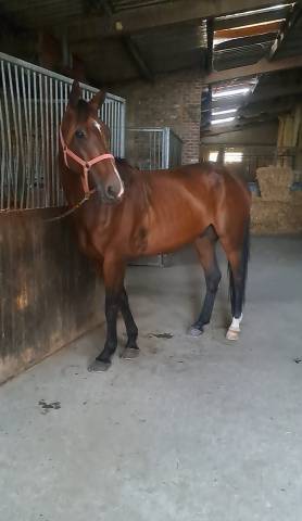 Magnifique hongre 5 ans 1m71