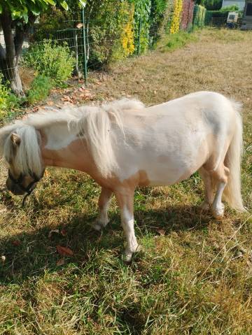 Pouliche pie palomino