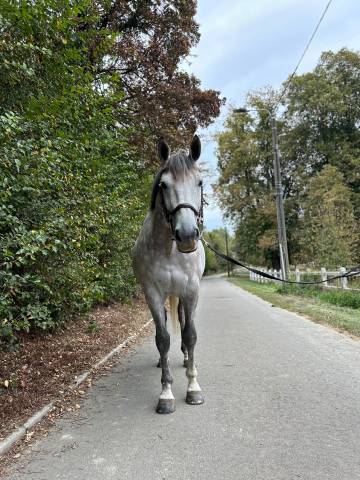 Bwp de 7 ans &agrave; vendre