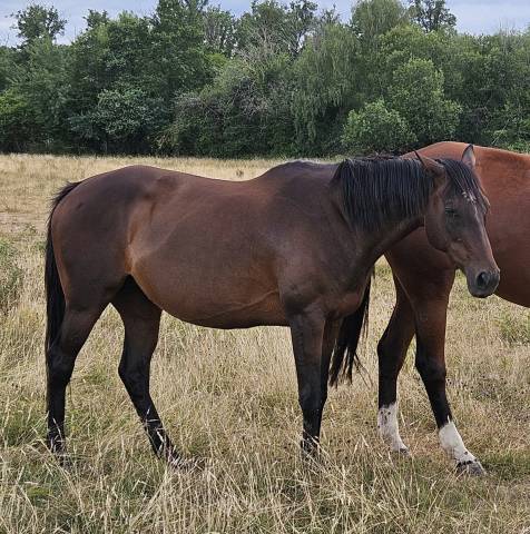 Poulini&egrave;re Pur-sang 16 ans 