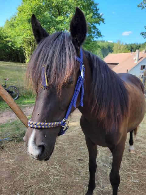 Bridon sidepull cheval 