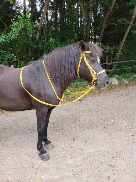 Bridon et r&ecirc;nes cheval
