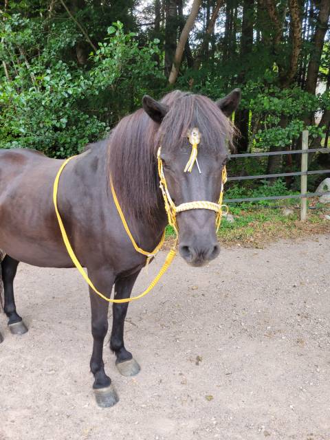 Bridon et r&ecirc;nes cheval
