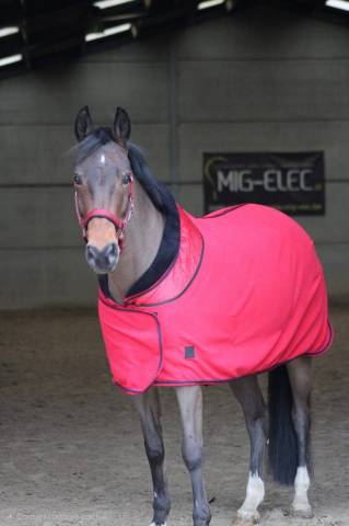 Poney hongre ONC &ndash; 13 ans