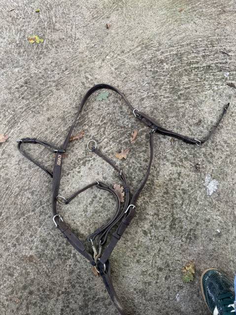 Collier de chasse + martingale CWD