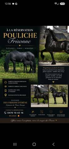 Pouliche frisonne 