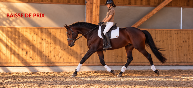 Hanovrien 9 ans - Dressage - BAISSE DE PRIX