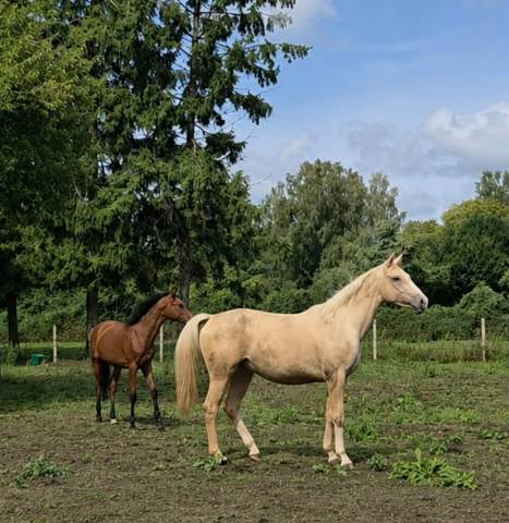 Jument sport palomino 
