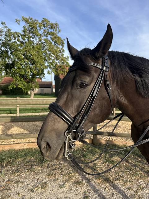 Bride dressage cheval 