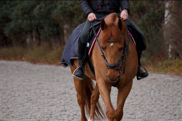 Dizi d&rsquo;harreville -> Hongre de 13 ans &agrave; vendre pour CSO