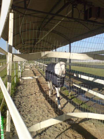 Marcheur Ovale Speed Horse Training jusqu'à 30 chevaux