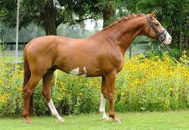 Selle mixte forestier 