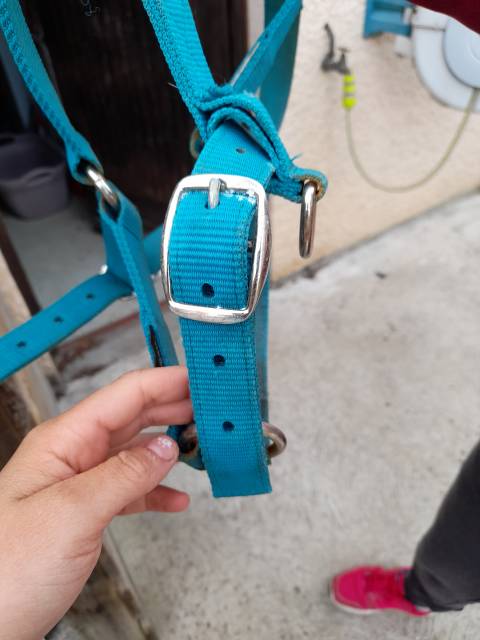 Licol Fouganza Turquoise 