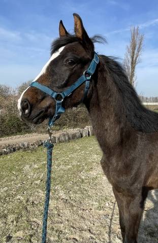 Poulain de 8 mois à vendre par Taloubet Z X Fierrina