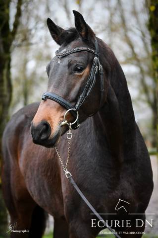 Magnifique Jument 5ans Quantensprung x San Amour 