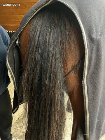 Polaire cheval 145cm