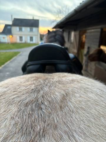 Selle dressage Thorowgood