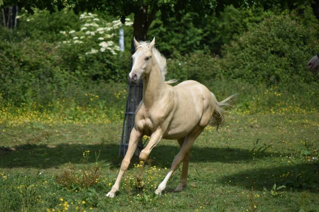 Poulain palomino CCE/ Dressage