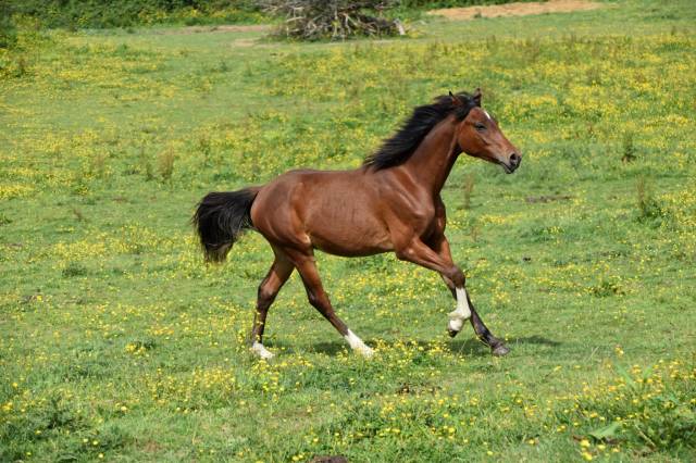 Poulain taille Poney D polyvalent & d'avenir