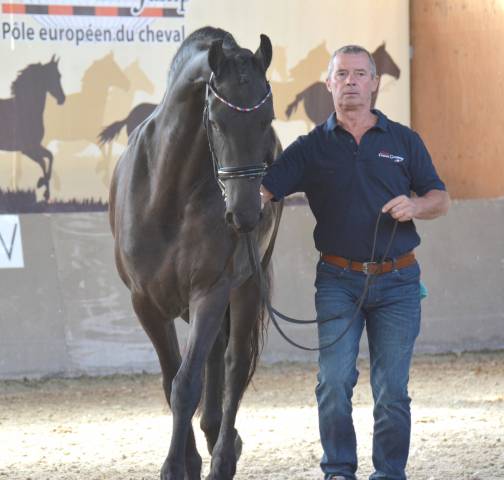 Jument frison Tara King 3 ans débourré