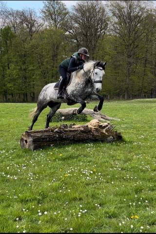 Jument espagnole 8 ans 