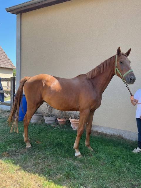 CHEVAL SELLE FRANCAIS HONGRE NE EN 2022