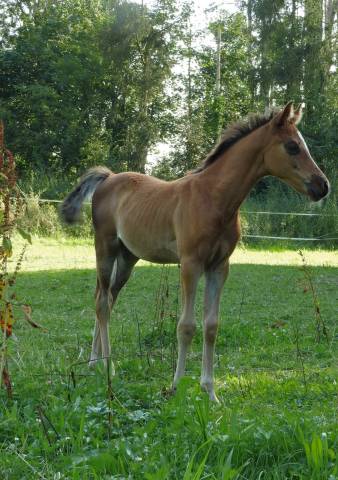 Poulain connemara×arabe