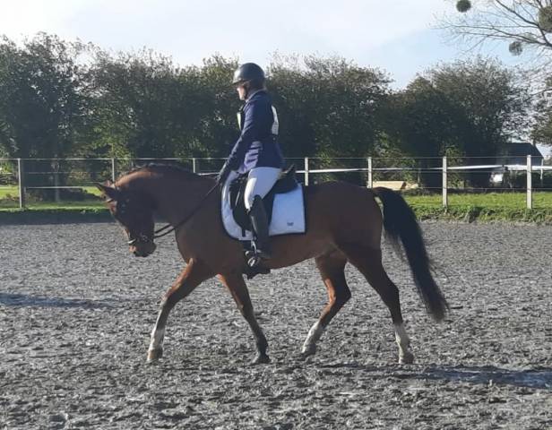 Selle Antarès Tempo 17'5 Q3 2018