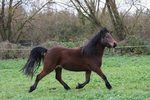 ponette Dartmoor PP