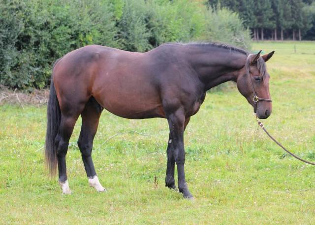 Superbe 2,5 ans par Dollar du Rouet