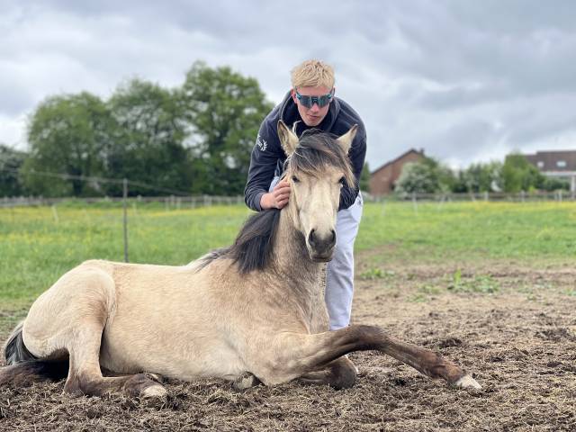 ❤️Adorable pouliche Lusitano ❤️