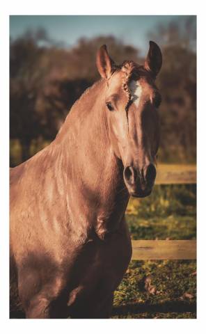 Etalon double pearl pour monte 2026