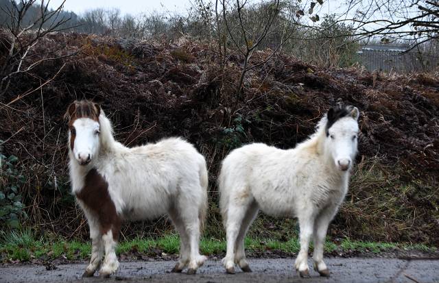 2 poulains BMP mini horse 