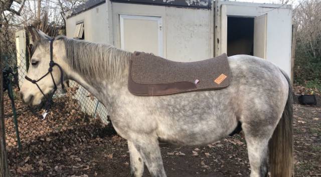 Tapis western Pool's