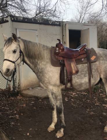 Tapis western Pool's