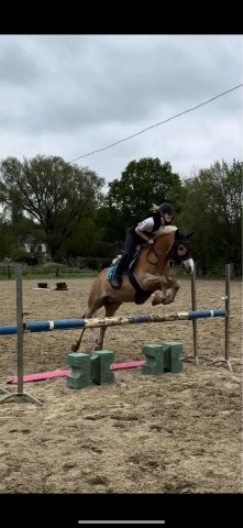 Poney haflinger 1m43 à vendre