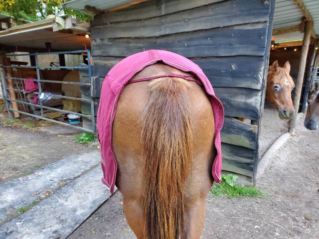 chemise sechante teddy F&eacute;lix bulher