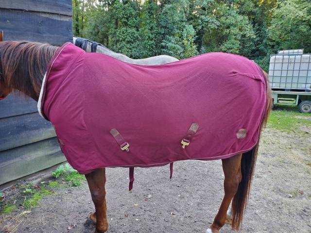 chemise sechante teddy F&eacute;lix bulher