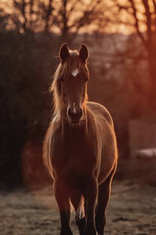 Super cheval de sport disponible!