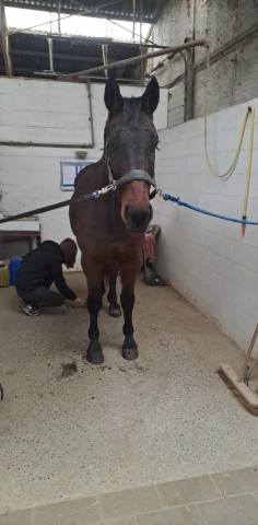 Grand cheval a vendre