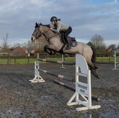 Poney de sport de 6ans 